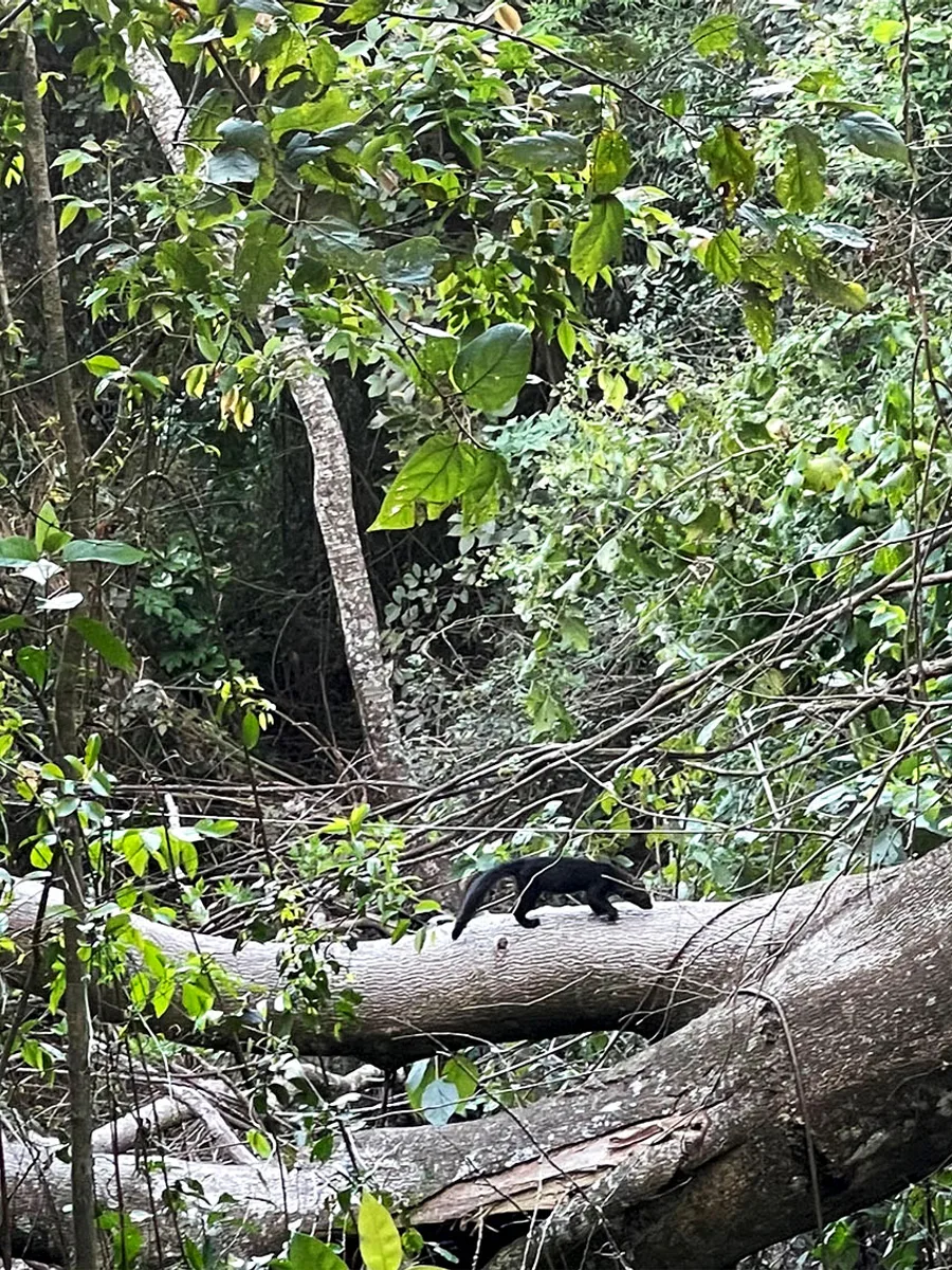 Tayra