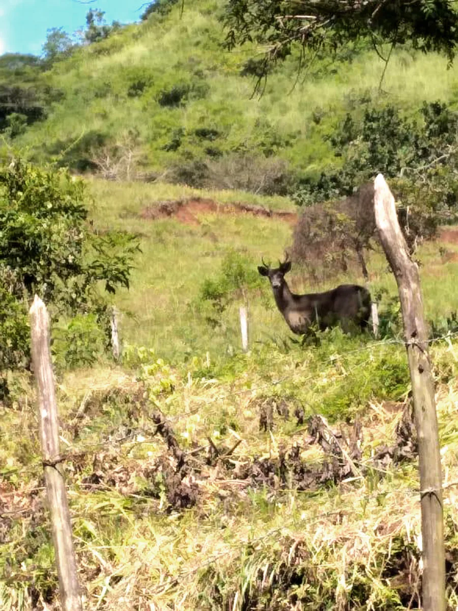 Venado